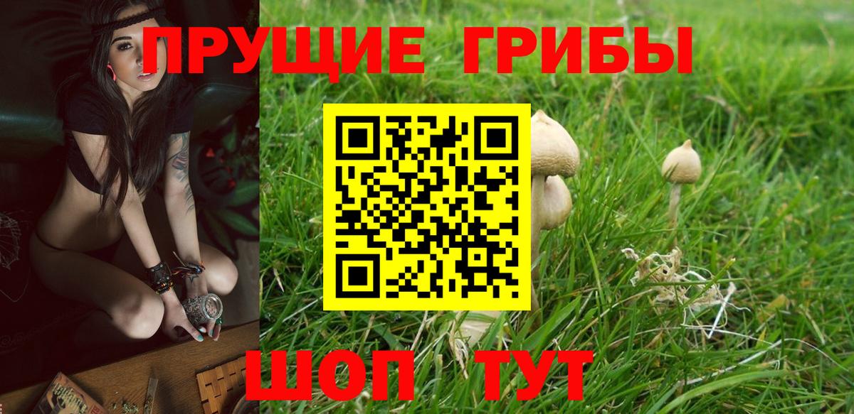 Псилоцибиновые грибы GOLDEN TEACHER Дубна